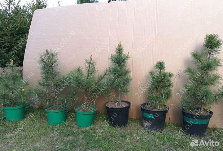 Саженцы кедра от производителя