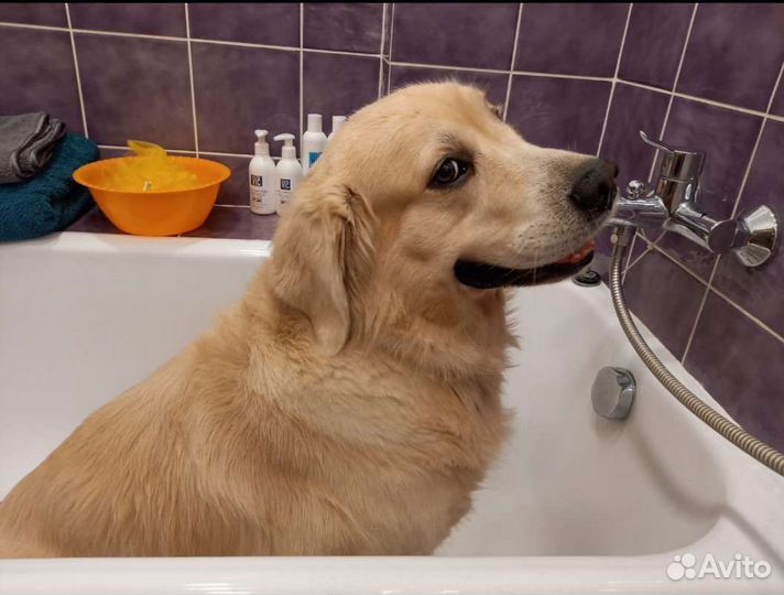 Стрижка собак/ Экспресс линька/ Груминг/ Грумер