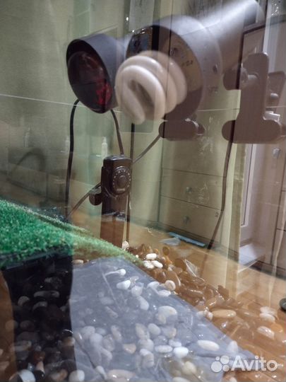 Красноухая черепаха с аквариумом