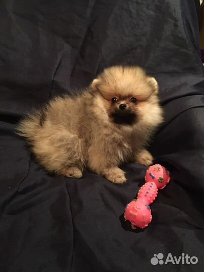Щенки померанского шпица
