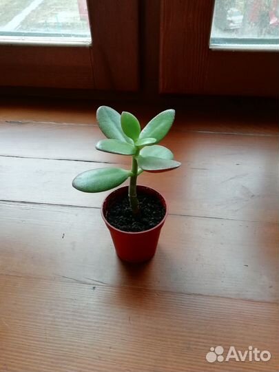 Денежное дерево (толстянка)