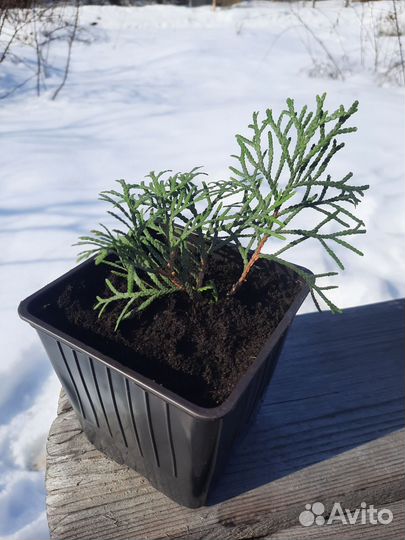 Туя смарагд, саженцы в горшке