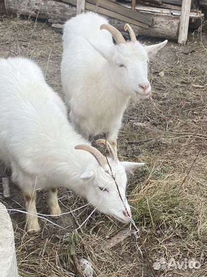 Коза дойная