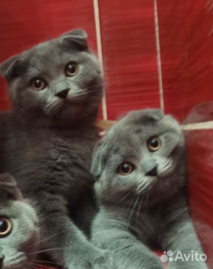 Вислоухие девочки. Чип, прививка