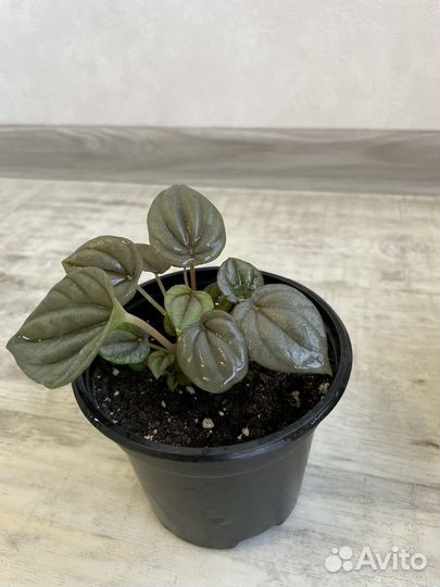 Пеперомия, пилея