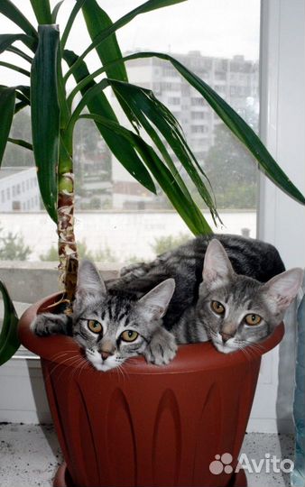 Молодые котики