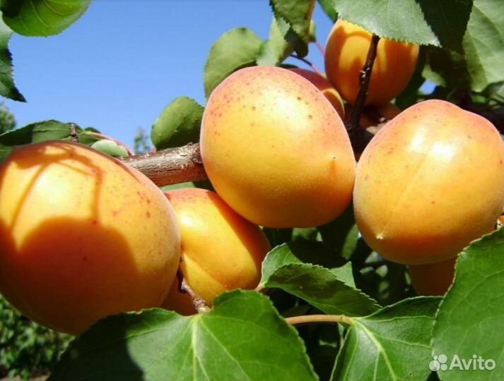Саженцы абрикос