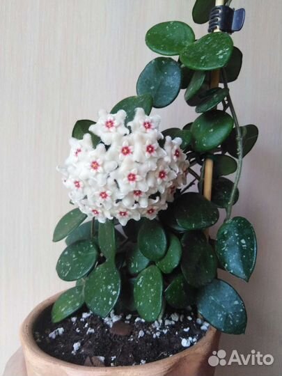 Хойя матильда