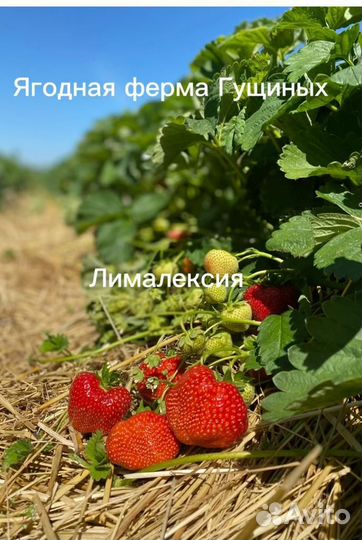 Рассада крупноплодной клубники Лималексия