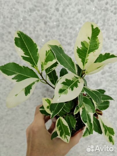 Фикус альбомаргината
