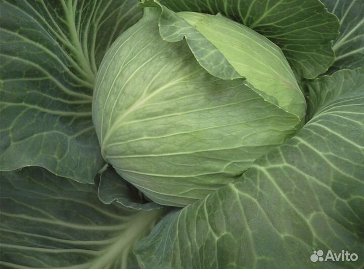 Семена капусты Рамада