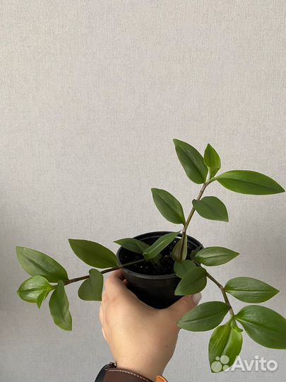 Традесканция зеленая