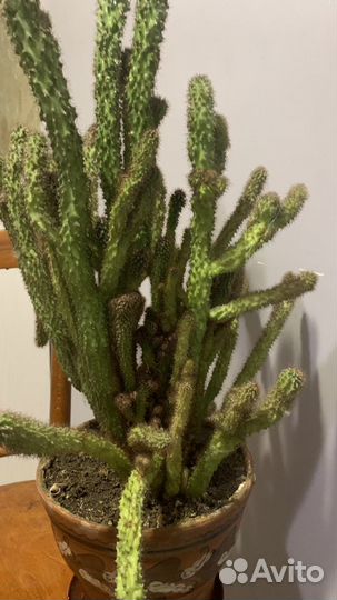 Скалистый кактус цериус 49 сантиметров высота