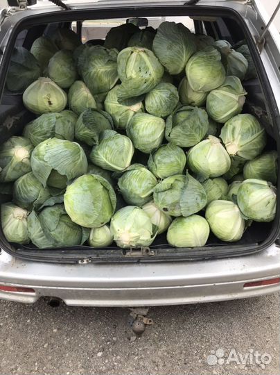 Капуста и болгарка