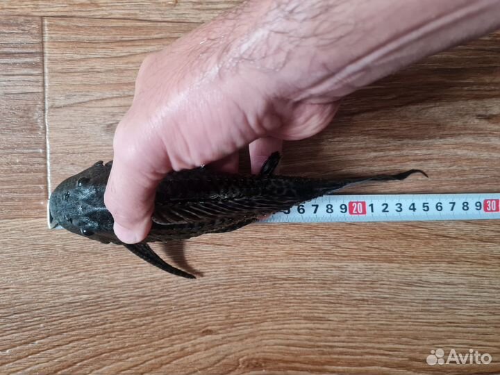 Плекостомус