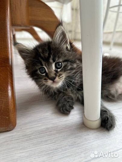 Котенок мейн-кун