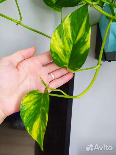 Комнатные растения седум пилея золотая рыбка