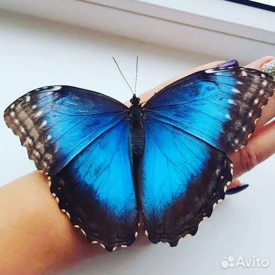 Живые бабочки