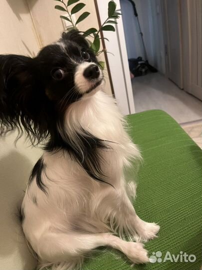 Папильон вязка