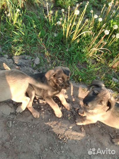 Собака в добрые руки отдам бесплатно