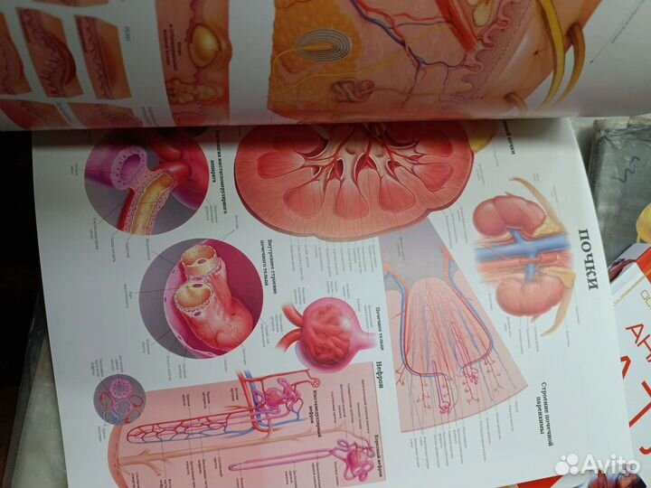 Атлас анатомии цветной глянцевый