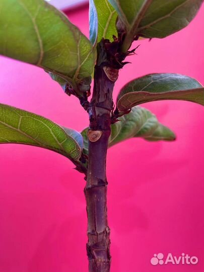 Фикус лирата на штамбе