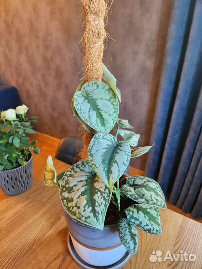 Растение в горшке