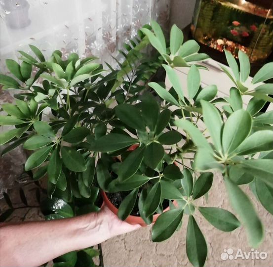 Комнатные цветы