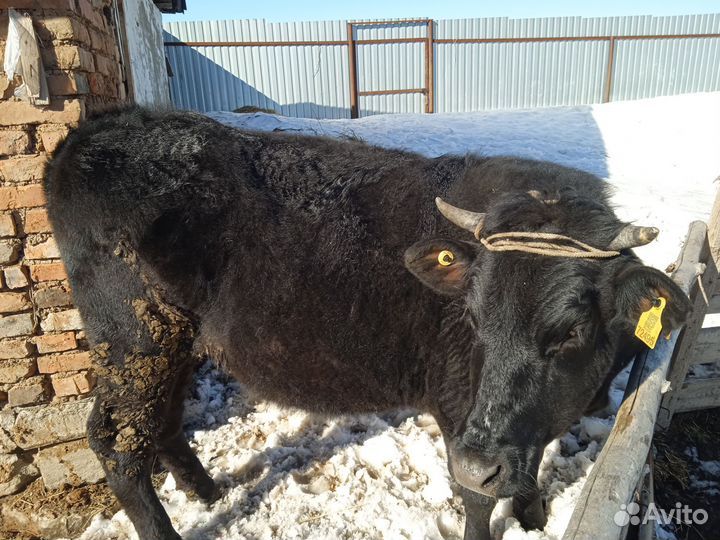 Телка на мясо