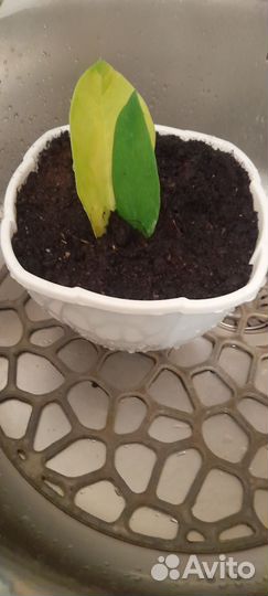 Зимиокулькус