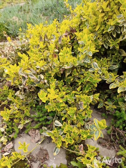 Бересклет форчуна