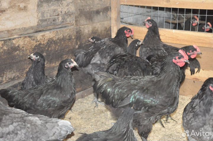 Джерсийский гигант