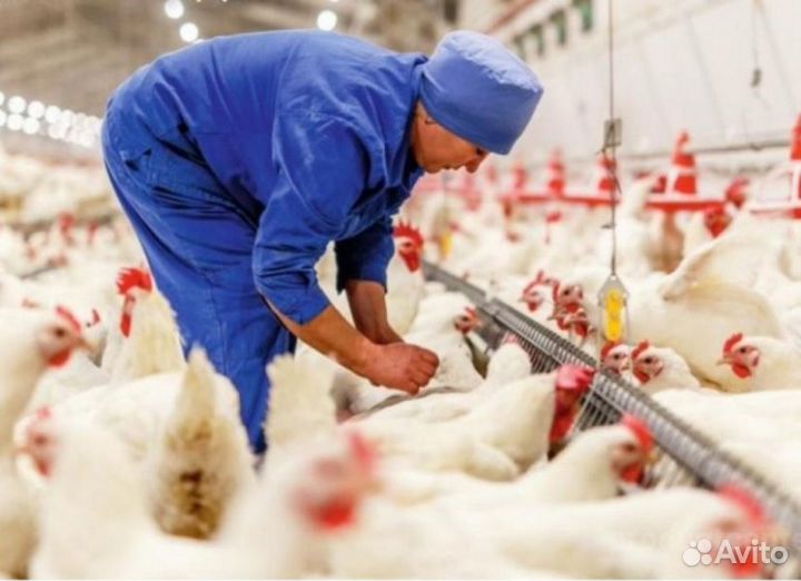 Санитар ветеринарный