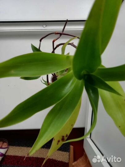 Золотой ус - лекарственное растение