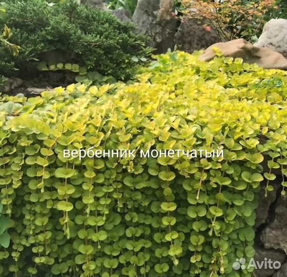Ампельные растения