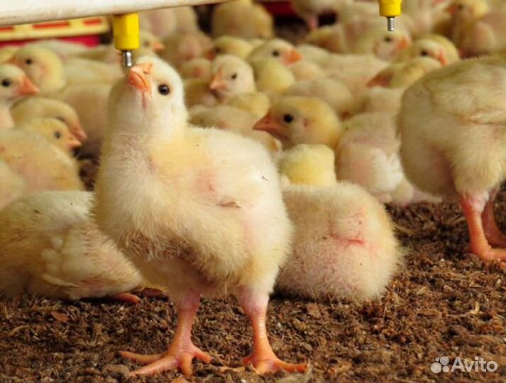 Цыплята бройлера Арбор Айкресс Башкирия
