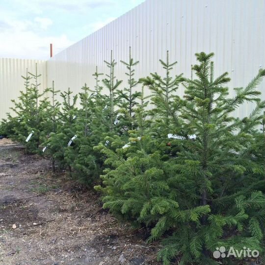 Пихта сибирская саженцы