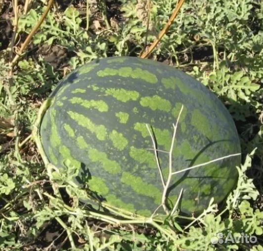 Семена арбуза холодок