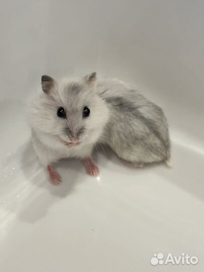 Джунгарский хомяк бесплатно