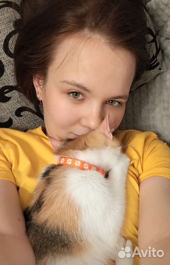 Отдаю кошку
