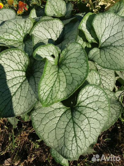 Бруннера. Медуница.Гейхера