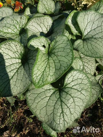 Бруннера. Медуница.Гейхера