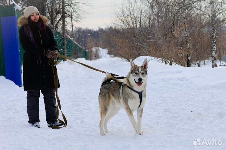 Лайка смешанная