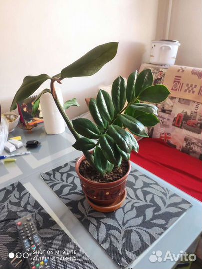 Замиокулкас комнатное растение