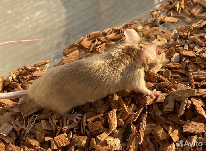 Мышь сатиновая