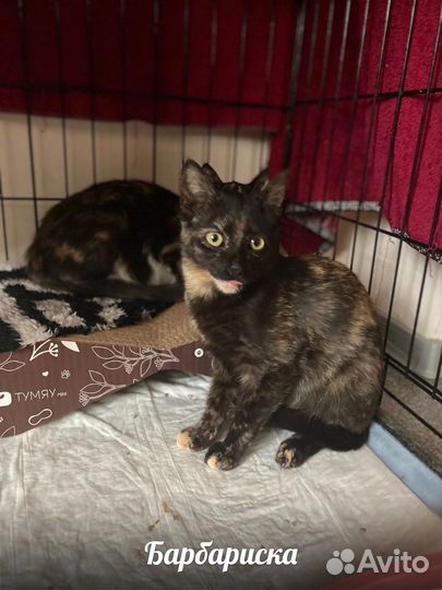 Кошка в дар