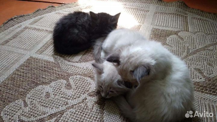 Котята в добрые руки