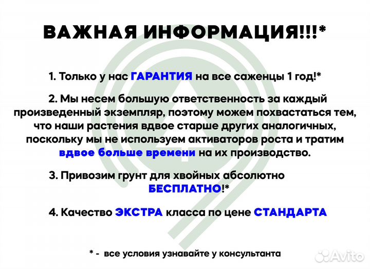 Туя Колумна Высокая на участок. Доставка