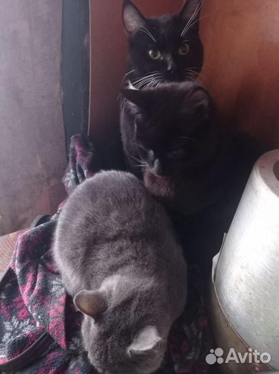 Кошки