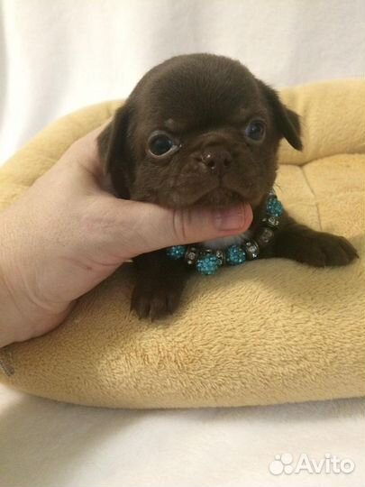 Щенки чихуахуа лиловые